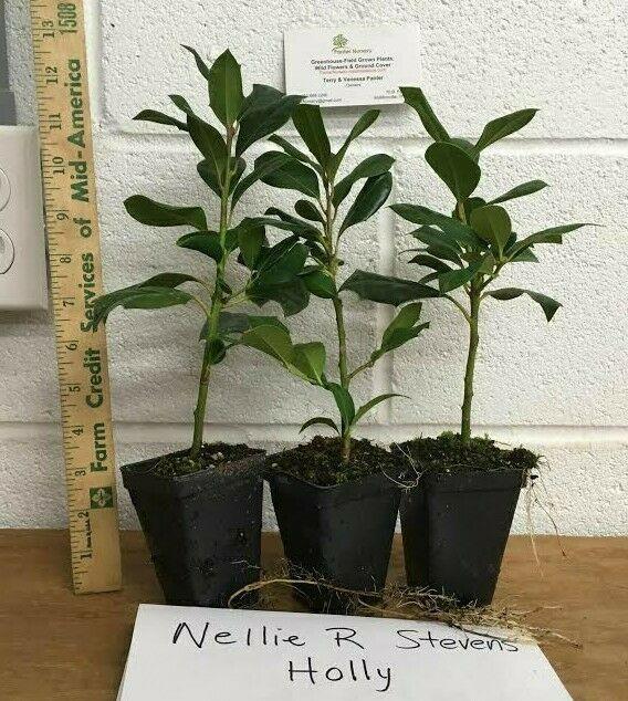 3 Nellie R. Stevens Holly Hedge/Shrub Trees - 8-12" Tall Live Plants - 2.5" Pots - The Nursery Center