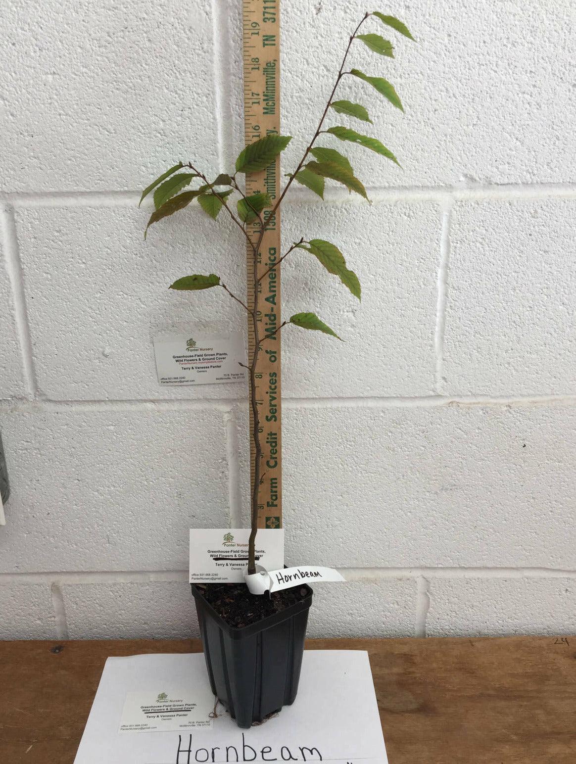 2 American Hornbeam Trees - 6-12" Tall Seedlings - Live Plants - Quart Pots - Carpinus caroliniana - The Nursery Center