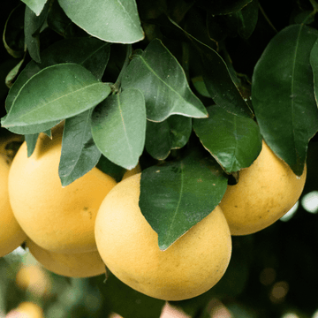 Duncan Grapefruit Tree - 24-36