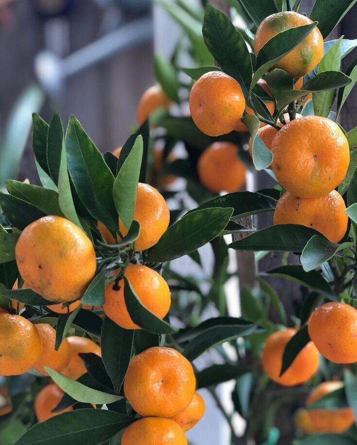 Kishu Mandarin Tree (Seedless) - 24-36" Tall - Live Citrus Plant - Gallon Pot - The Nursery Center