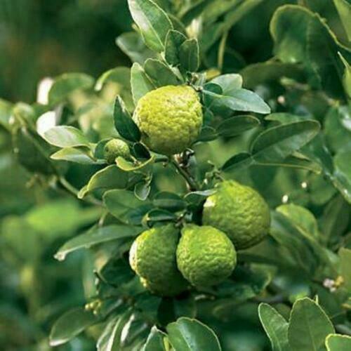 Dwarf Kaffir Lime Tree - 26-30" Tall Live Plant - Gallon Pot - Grafted - Citrus Hystrix - The Nursery Center