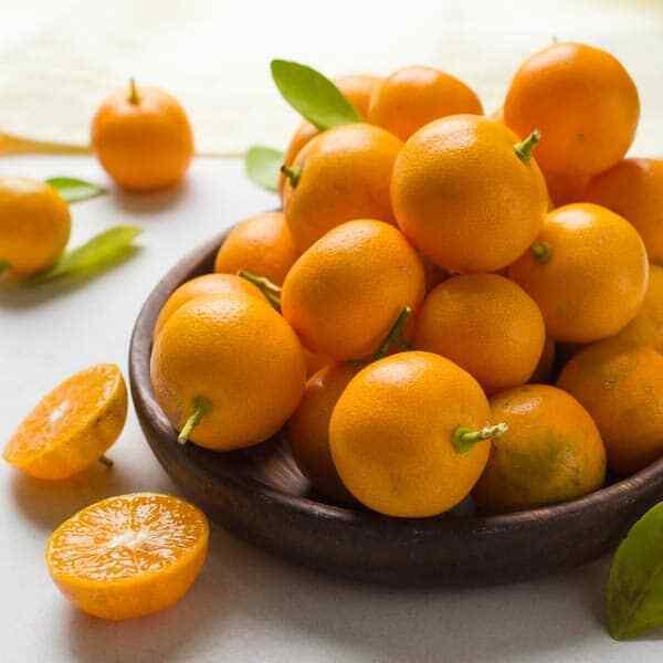 Calamondin/Calamansi Orange Tree - 12-15" Tall Live Plant, 5" Pot - Citrus mitis - The Nursery Center