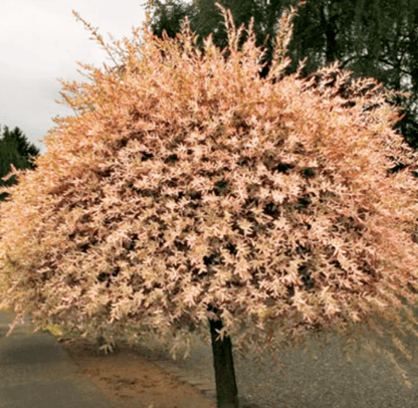 Prairie Willow Branches, 120 Stems, 4-5' (WILL SHIP AFTER FEBRUARY 5th)