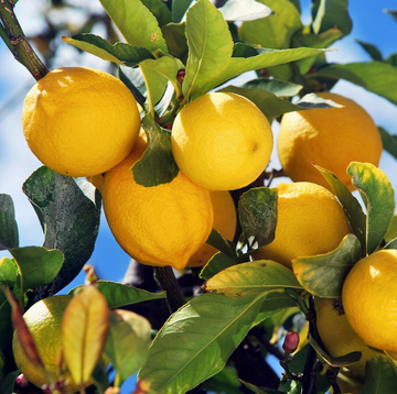 Bearss Lemon Tree/Bush - 12-15