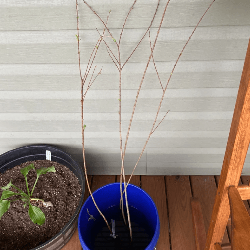 Sugar Maple Tree - 36" Tall Seedling - Live Plant - Acer saccharum - The Nursery Center