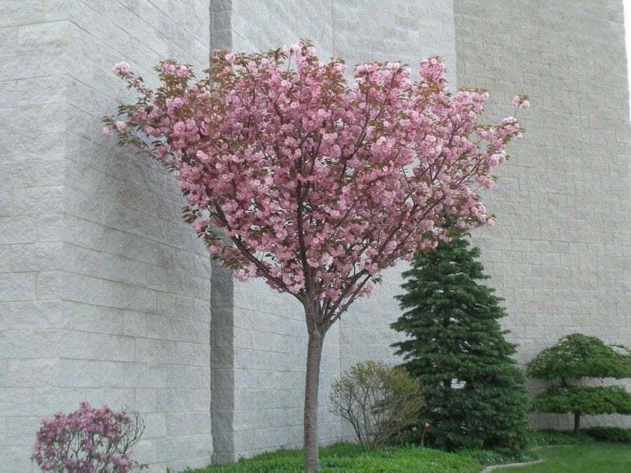 2 Kwanzan Japanese Flowering Cherry Trees - 8-14" Tall Live Plants - 2.5" Pot - The Nursery Center