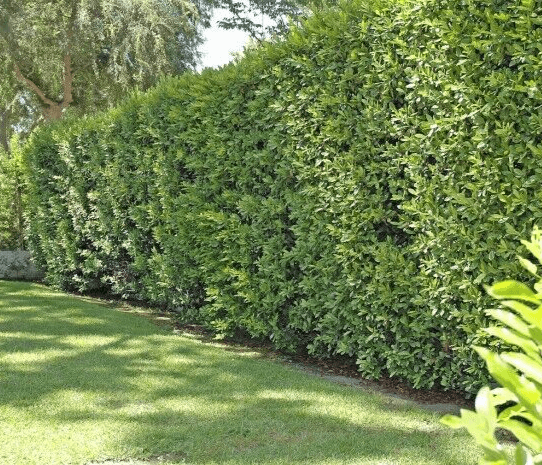 5 Carolina Cherry Laurel Shrubs/Hedges/Trees - 8-12" Tall Live Plants - 3" Pots - Prunus caroliniana - The Nursery Center