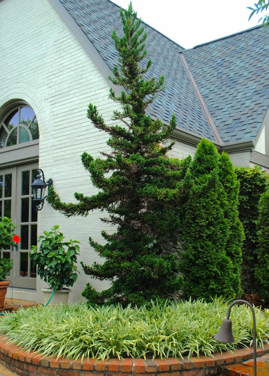 Black Dragon Japanese Cedar Tree - 6-12" Tall Seedling - Live Plant - Quart Pot - The Nursery Center