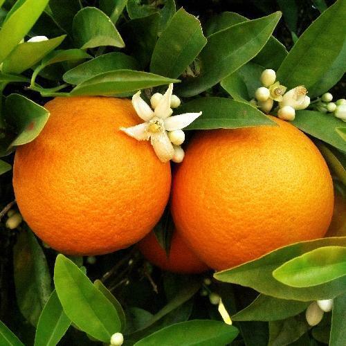 Hamlin Sweet Orange Tree - 26-30" Tall Live Citrus Plant - Gallon Pot - Grafted - The Nursery Center