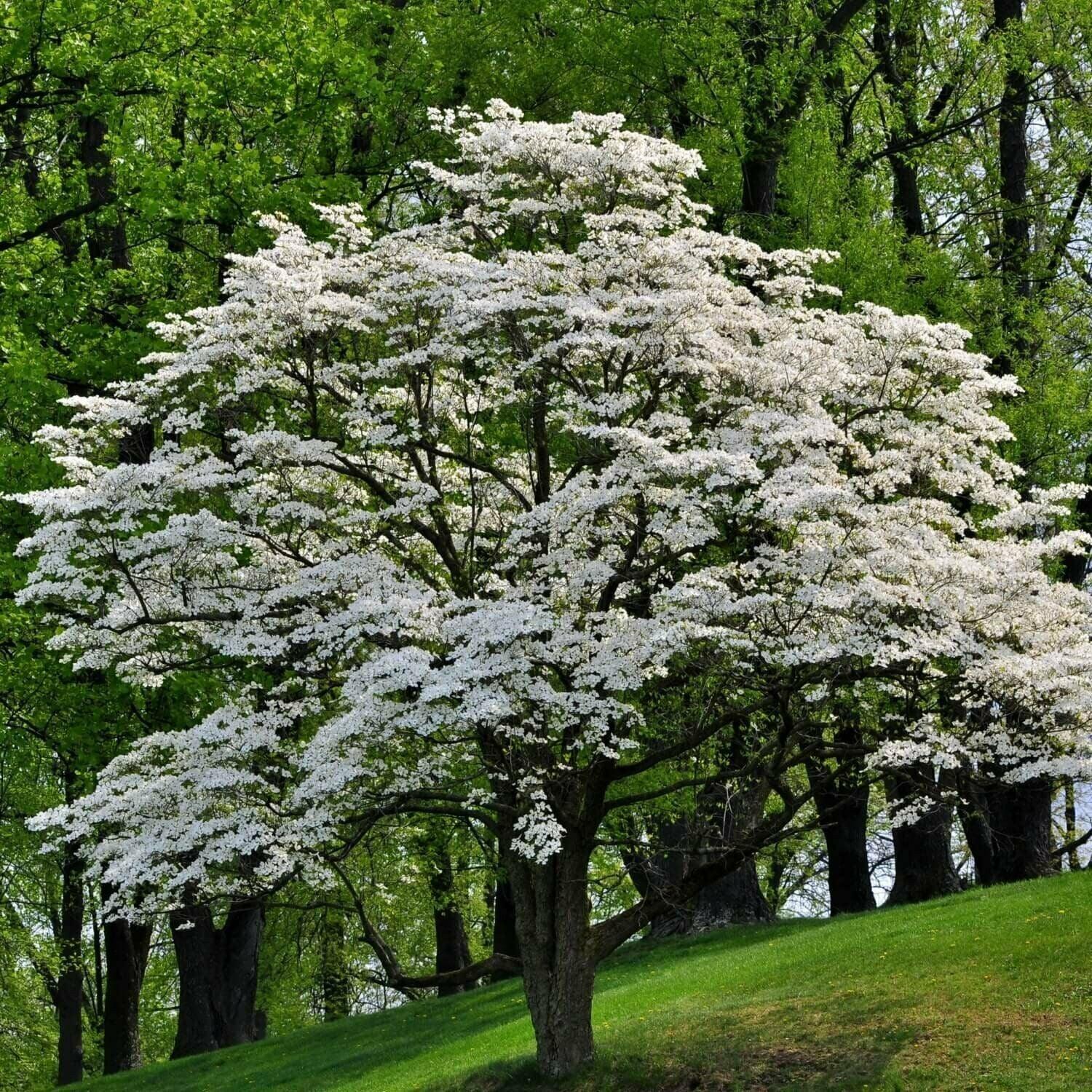 White Flowering Dogwood Tree, 10-16" Tall Live Plant, Quart Pot - Cornus florida - The Nursery Center