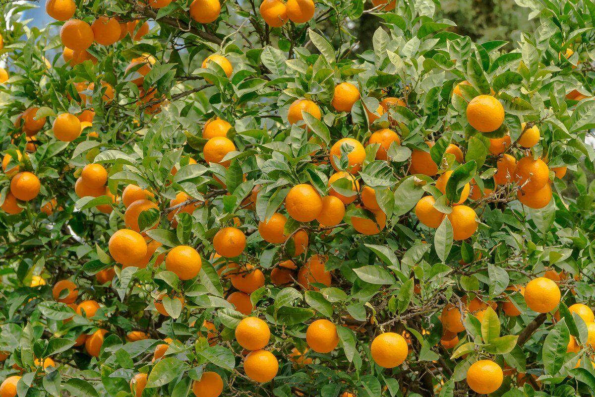 Valencia Orange Tree - 24-36" Tall - Live Citrus Plant - Grafted - Gallon Pot - The Nursery Center