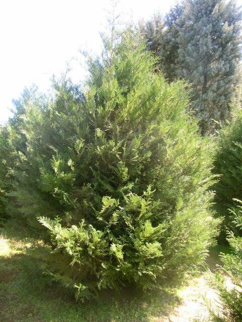100 Murray Cypress Trees - 10-14" Tall Live Plants - 2.5" Pots - Christmas Trees - The Nursery Center