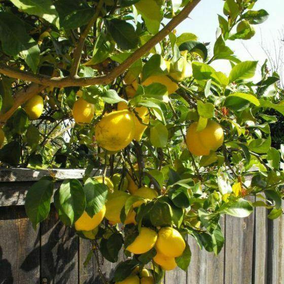 Eureka Lemon Tree - 12-15" Live Plant, Ships in 5" Pots - Citrus limon 'Eureka' - The Nursery Center
