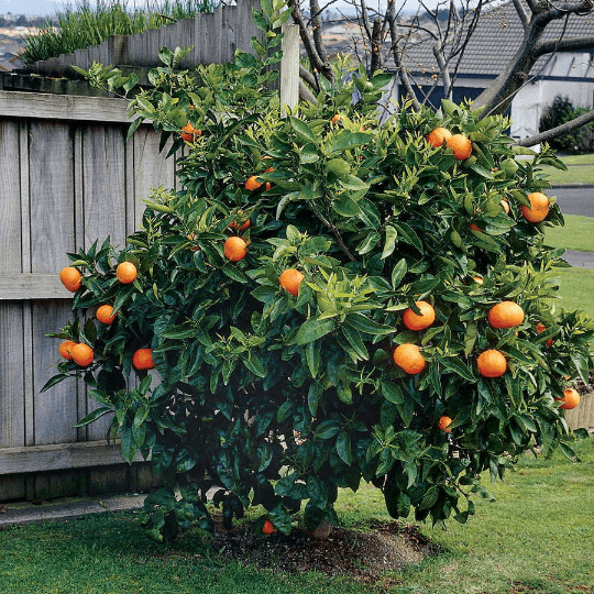 Dwarf Washington Navel Orange Tree - 26-30" Tall Live Citrus Plant - Gallon Pot - The Nursery Center