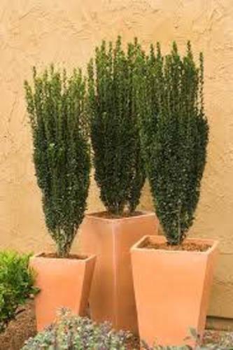 2 Sky Pencil Japanese Holly Shrub/Trees, 6-12" Tall Plants, Qt Pot, Ilex Crenata - The Nursery Center