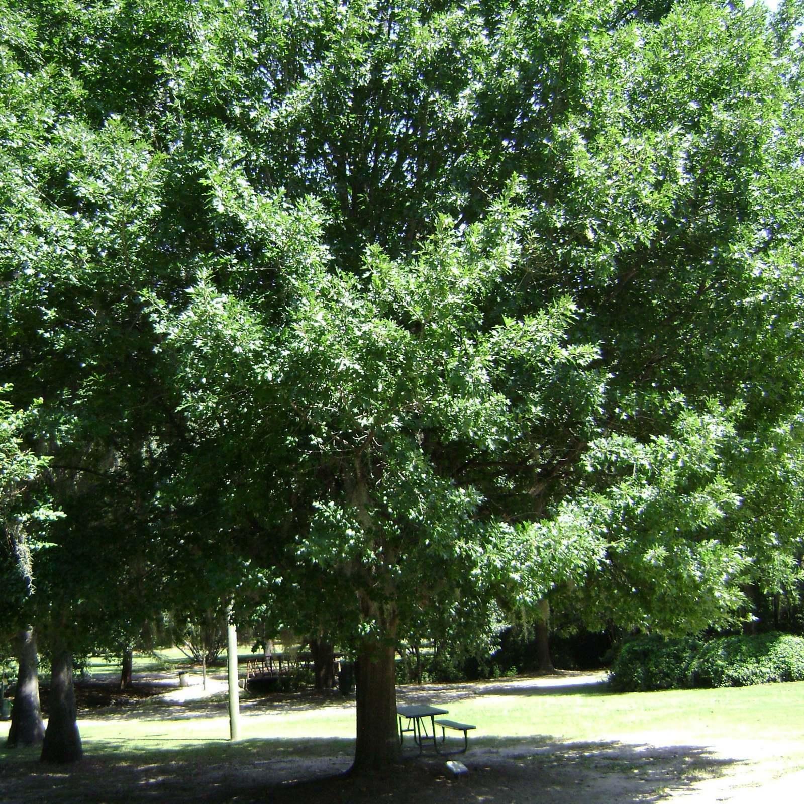 Nuttall Oak Shade Tree - 24-36" Tall Live Plant, Bare Root - (Quercus nuttallii) - The Nursery Center