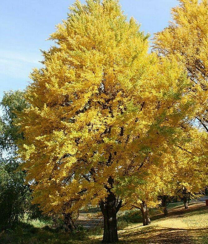 Ginkgo Tree, Maidenhair Tree - 12-18" Tall Live Plant, Quart Pot - Ginkgo biloba - The Nursery Center