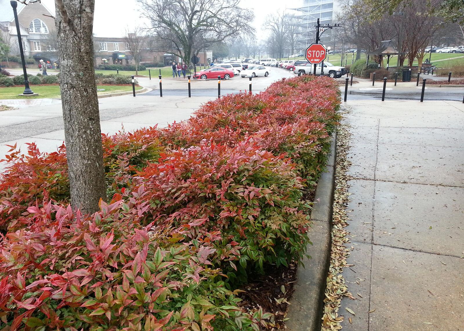 5 Dwarf Nandina Firepower Shrubs - Heavenly Bamboo Bushes - 4-10" Tall Live Plants - 2" Pots - The Nursery Center