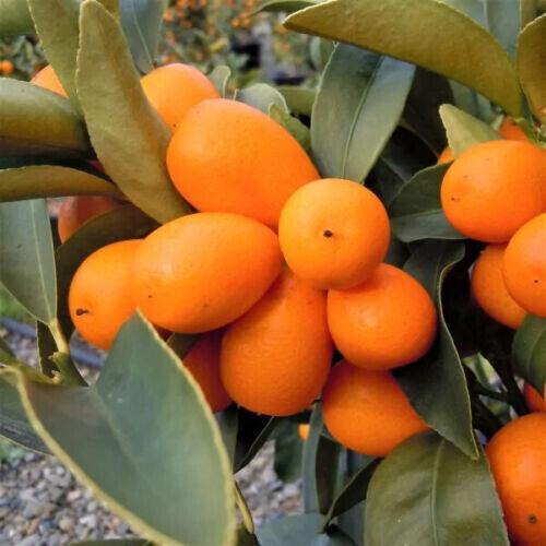 Nagami Kumquat Tree - 26-30" Tall - Live Citrus Plant - Gallon Pot - Grafted - The Nursery Center