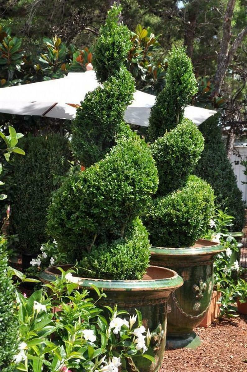 2 Green Mountain Boxwood Shrubs/Bushes - Live Plants - 6-12" Tall - Quart Pots - The Nursery Center