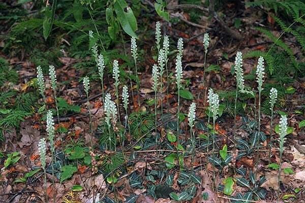 5 Downy Rattlesnake Plantain Orchid Root Systems, Perennial - Goodyera pubescens - The Nursery Center