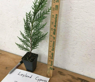 25 Leyland Cypress Trees - Live Plants - 6-12