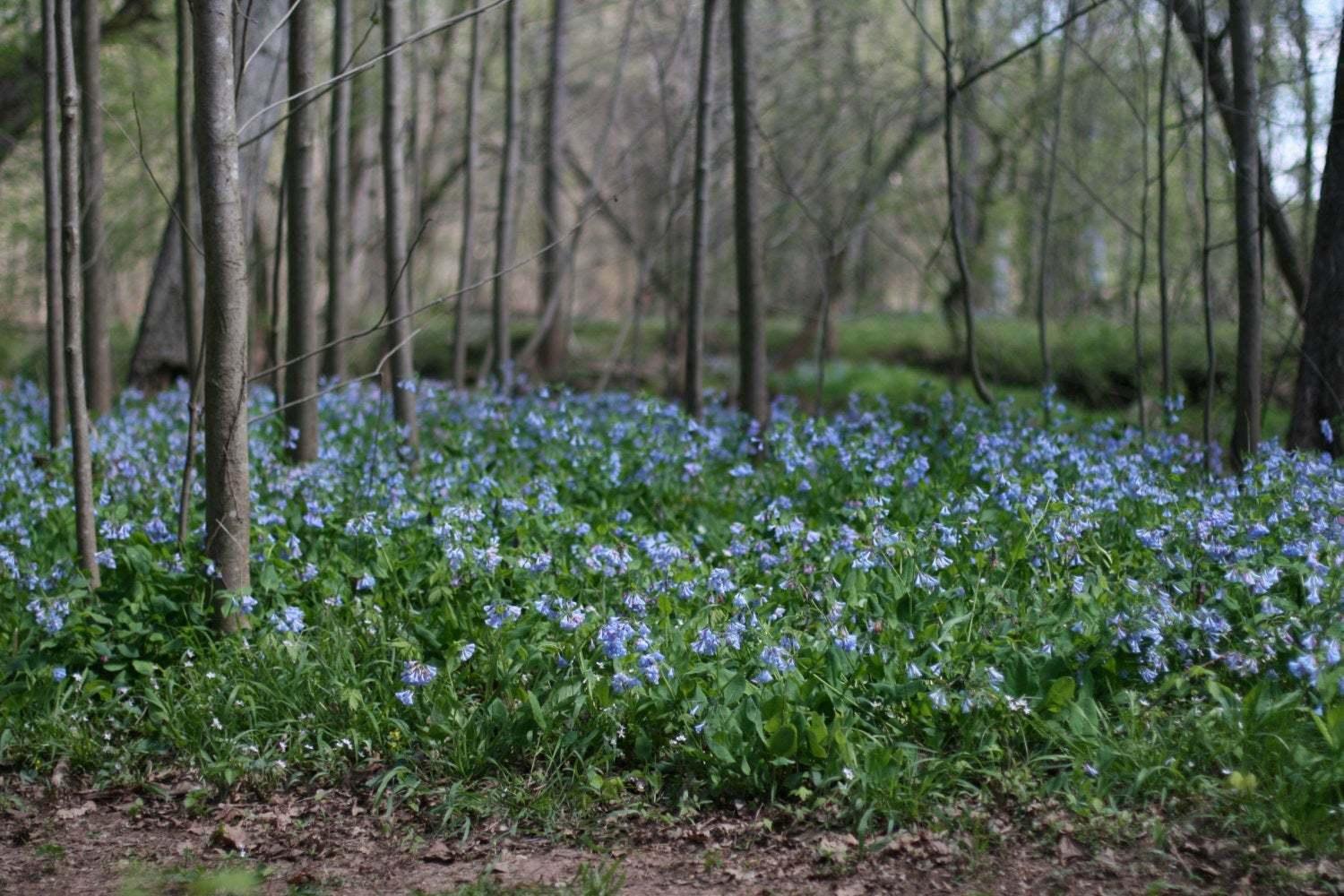 20 Virginia Bluebell Flowers/Roots - Blue Bell Plants - Mertensia virginica - The Nursery Center