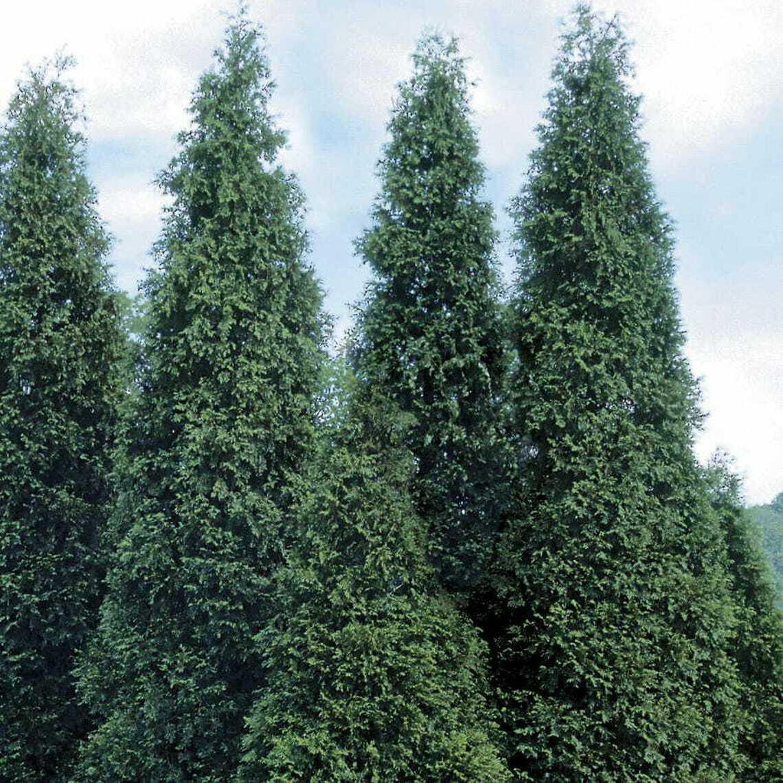 75 Thuja Green Giant Arborvitae Trees/Shrubs - 12-16" Tall Live Plants - 3" Pots - The Nursery Center