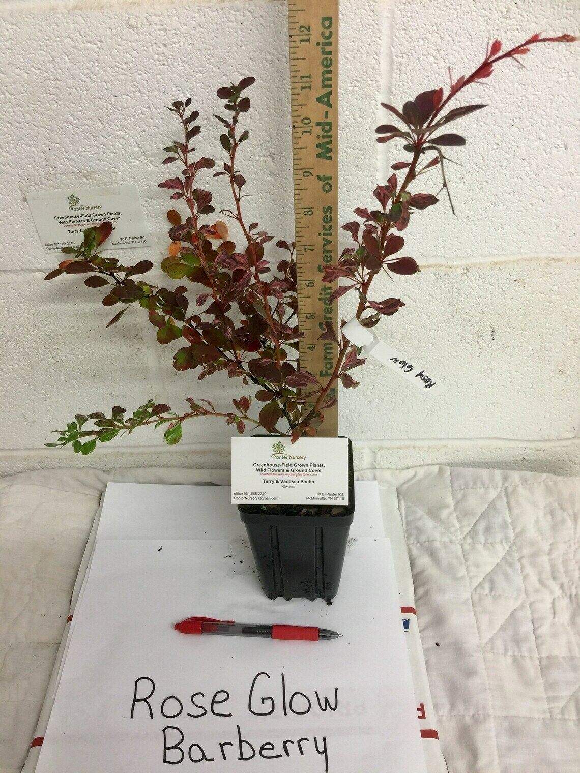 2 Rose Glow Barberry Shrubs, 6-12" Tall Live Plants, Qt Pot, Berberis thunbergii - The Nursery Center