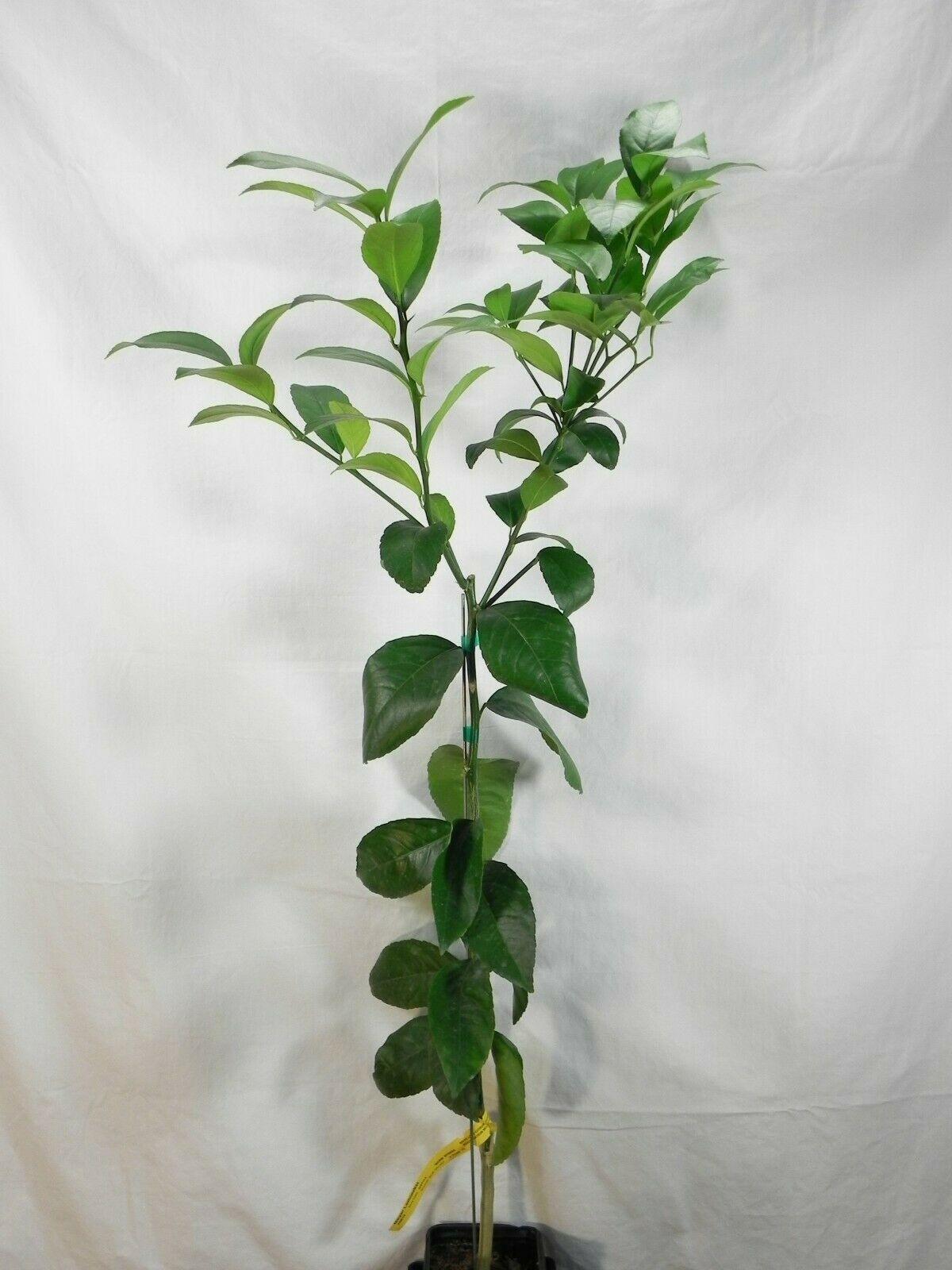 Dwarf Sanbokan Lemon Tree - 26-30" Tall - Live Grafted Citrus Plant - Gallon Pot - The Nursery Center