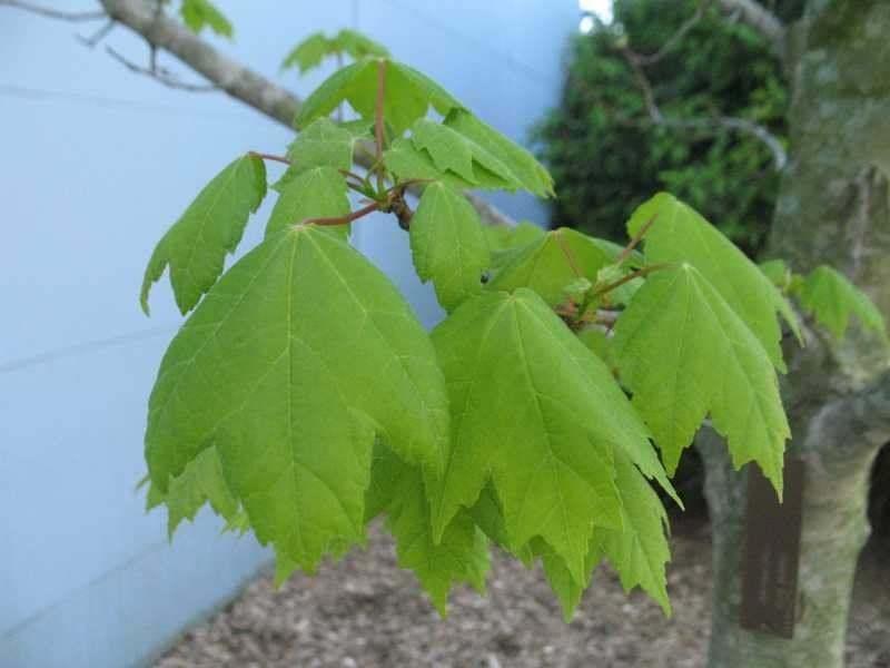 Brandywine Red Maple Tree - Live Plant - 12-24" Tall - Quart Pot - Ships Potted - The Nursery Center
