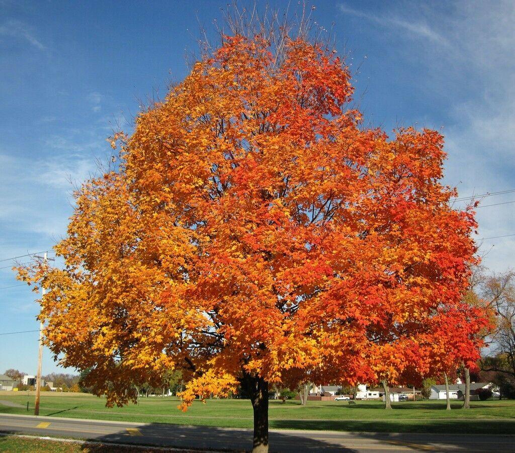 Sugar Maple Tree - Live Potted Plant - Quart Pot - 10-18" Tall - Acer saccharum - The Nursery Center