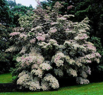 Kousa Japanese Dogwood Tree - 24-36