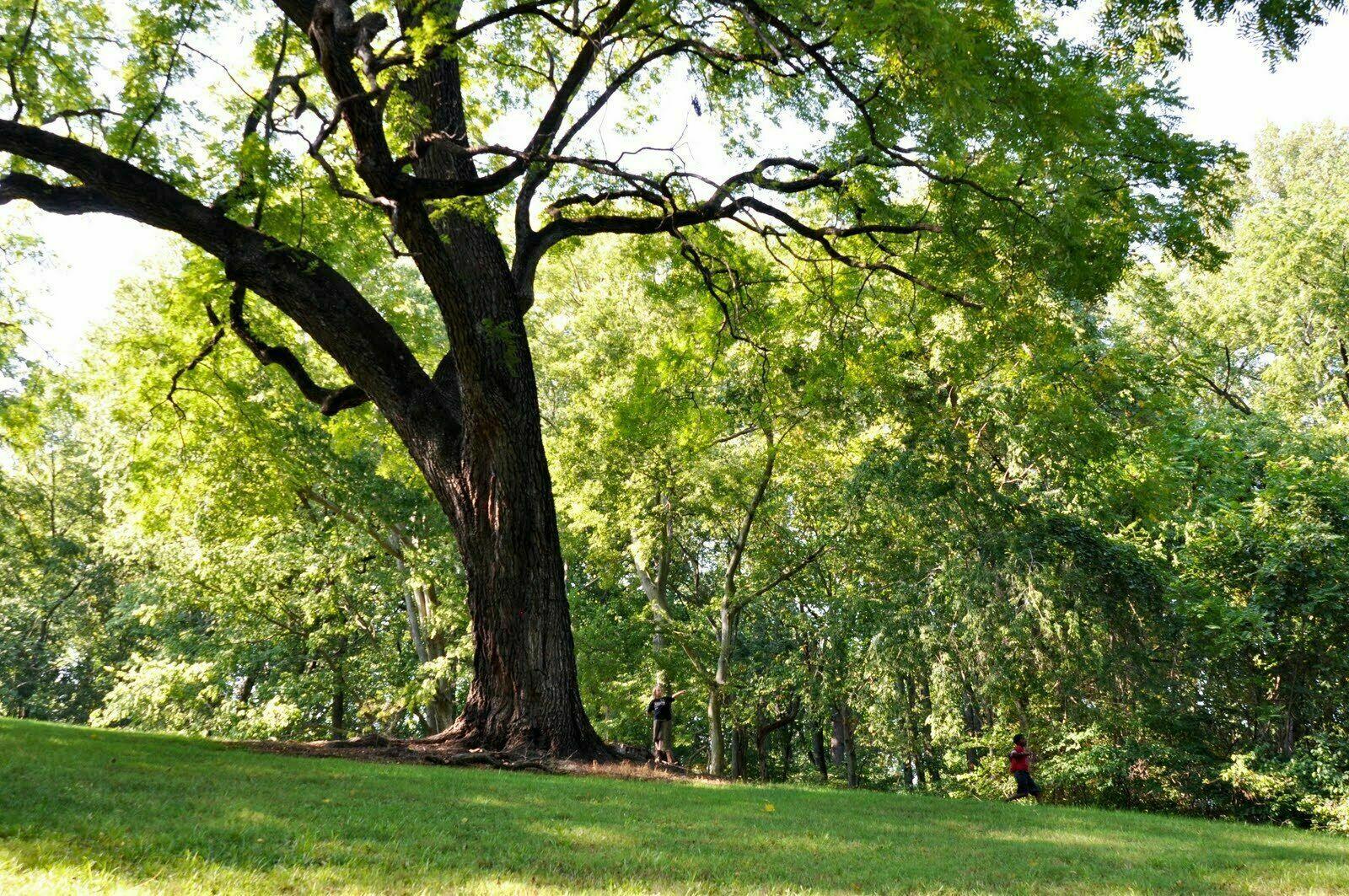 Black Walnut Tree - 24-36" Tall - Live Plant - 2-3 Foot Tall Seedling - Juglans nigra - The Nursery Center