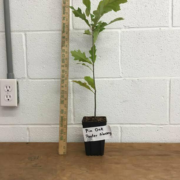 Pin Oak Tree - 12-18" Tall Live Plant, 4" Pot - Ships Potted - Quercus palustris - The Nursery Center