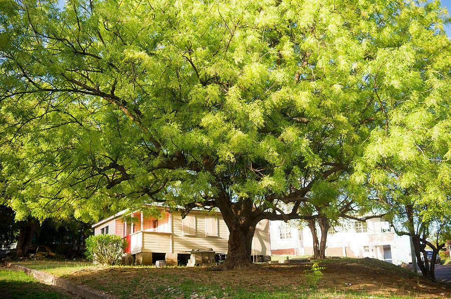 Neem Tree - 24-36" Tall Live Plant - 1 Gallon Pot - Outdoor Seedling - Azadirachta indica - The Nursery Center