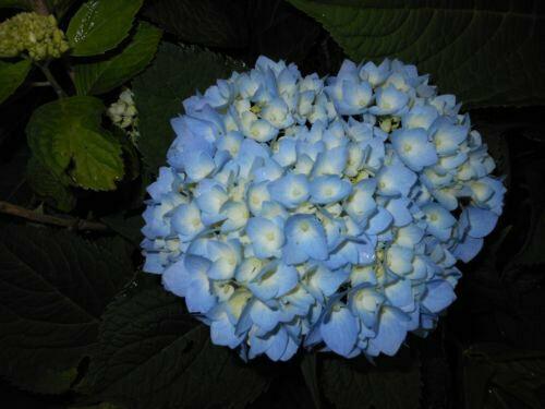 Nikko Blue Mophead Bush - 6-10" Tall Live Plant - 3" Pot - Hydrangea macrophylla - The Nursery Center