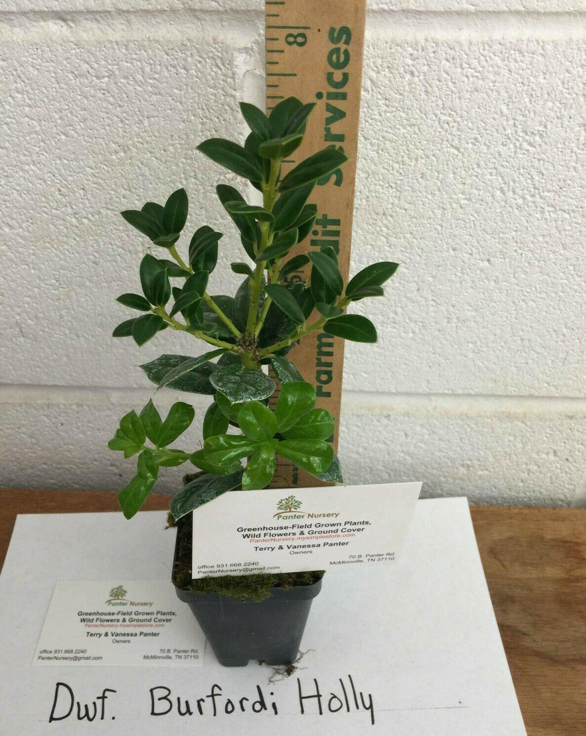 2 Dwarf Burford Holly Shrubs/Hedges - Live Potted Plants - 6-12" Tall - 4" Pot - The Nursery Center
