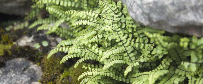 10 Maidenhair Spleenwort Fern Rhizomes/Roots, Live Plants, Asplenium trichomanes - The Nursery Center