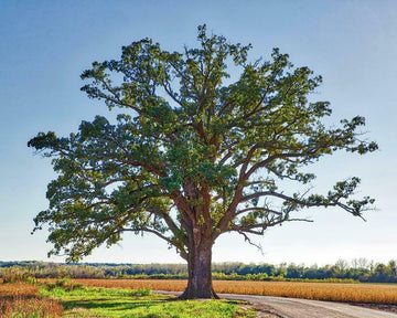 Bur Oak Tree (Burr Oak) - Live Plant - 24-36" Tall Seedling - Quercus macrocarpa - The Nursery Center