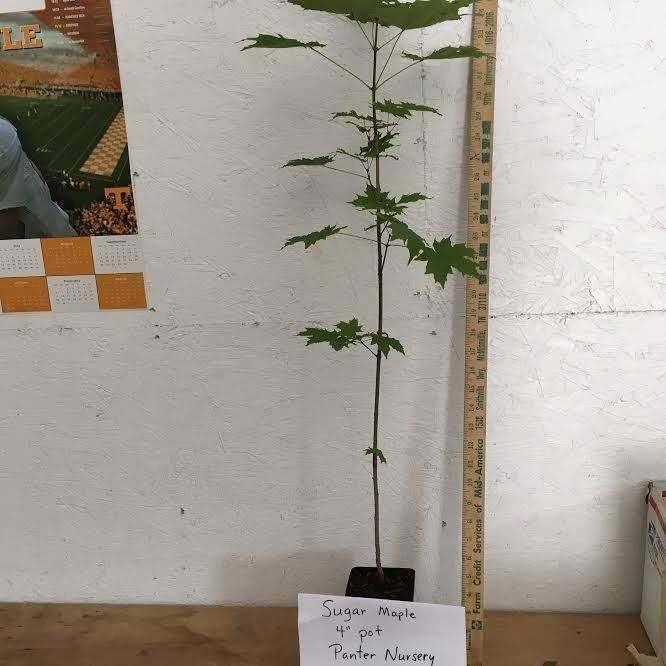 2 Sugar Maple Trees - Live Plants - 10-18" Tall - Quart Pots - Acer saccharum - The Nursery Center