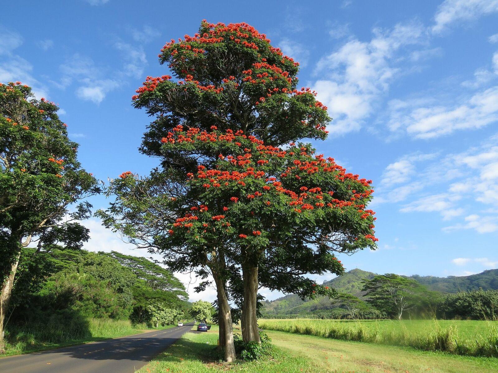 African Tulip Tree - 1 Foot Tall Live Plant - 12&quot; Seedling - 6&quot; Pot -