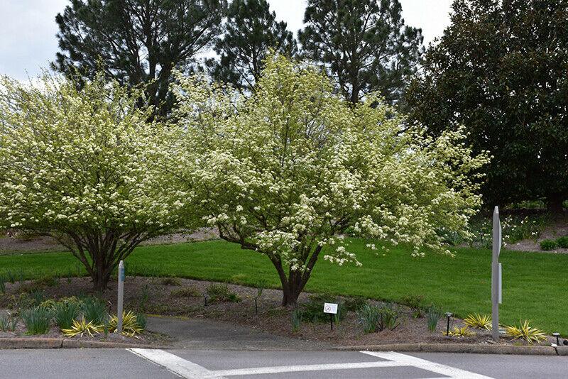 2 Blackhaw Viburnum Shrubs/Trees - 6-12" Tall - Live Plants - 4" Pots - Viburnum prunifolium - The Nursery Center