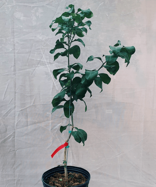 Flame Grapefruit Tree - 36-48" Tall - Live Citrus Plant - Potted - Grafted - The Nursery Center