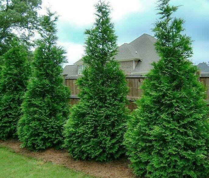 5 Murray Cypress Trees - 10-14" Tall - 2.5" Pots - Live Plants - Christmas Trees - The Nursery Center