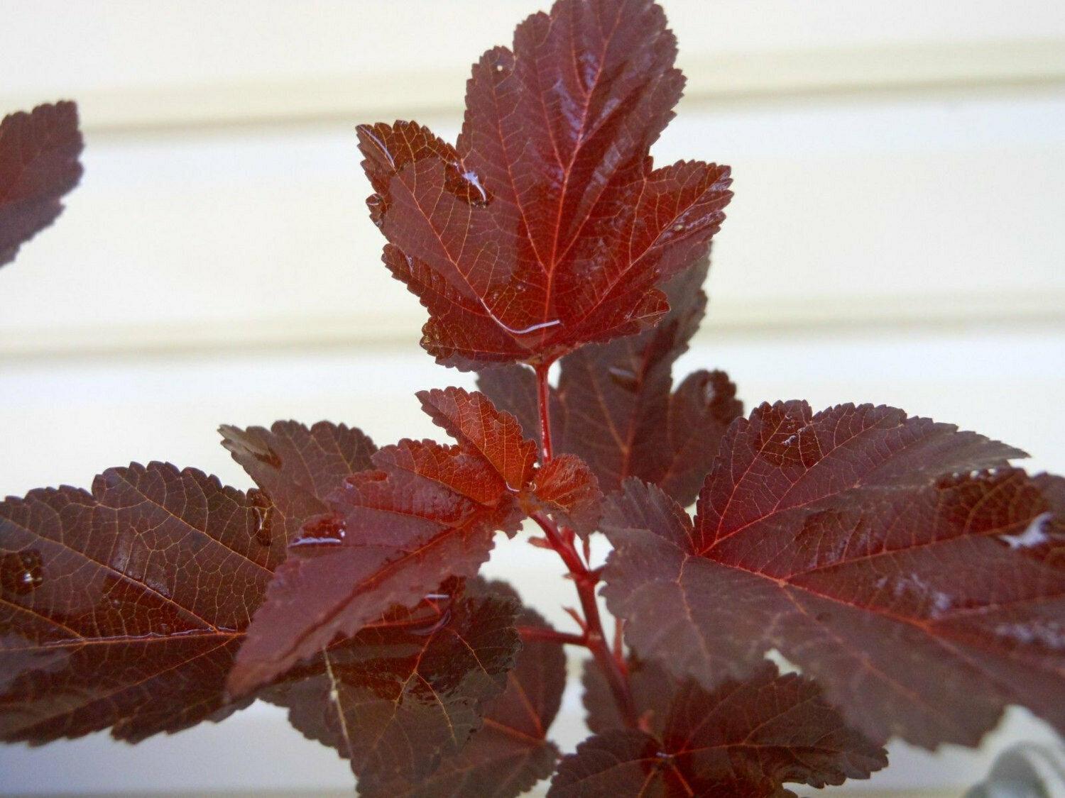 3 Crimson Diabolo Ninebark Shrubs/Bushes - 6-12" Tall - Live Plants - 2.5" Pot - The Nursery Center