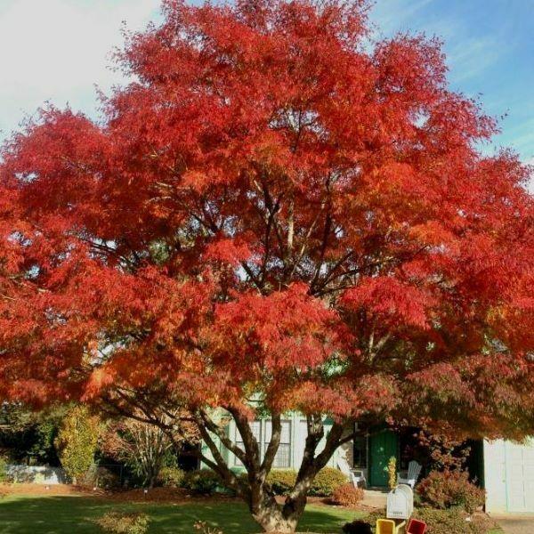 Sun Valley Red Maple Tree - 8-14" Tall - 2.5" Pot - Live Plant - Ships Potted - The Nursery Center