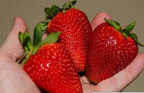 10 Albion Strawberry Everbearing Live Plants - Extra Large - Ships Bareroot - The Nursery Center