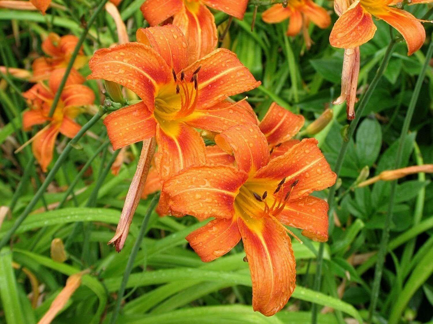 10 Wild Orange Daylily Fans / Root Systems - Ditch Lily - Hemerocallis fulva - The Nursery Center