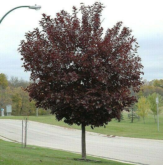 Canada Red Choke Cherry Tree - 8-14" Tall Live Plant - 3" Pot - Prunus virginiana 'Canada Red' - The Nursery Center